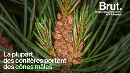 À quoi servent les pommes de pin ?
