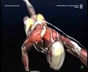 Deporte, bienestar y salud: Natacion