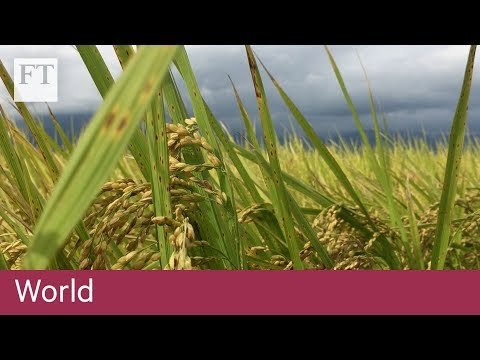 Blockchain helps Taiwan's rice farmers mitigate effects of climate change