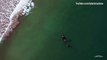 Ces orques nagent avec des nageurs en Nouvelle-Zélande