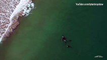 Ces orques nagent avec des nageurs en Nouvelle-Zélande