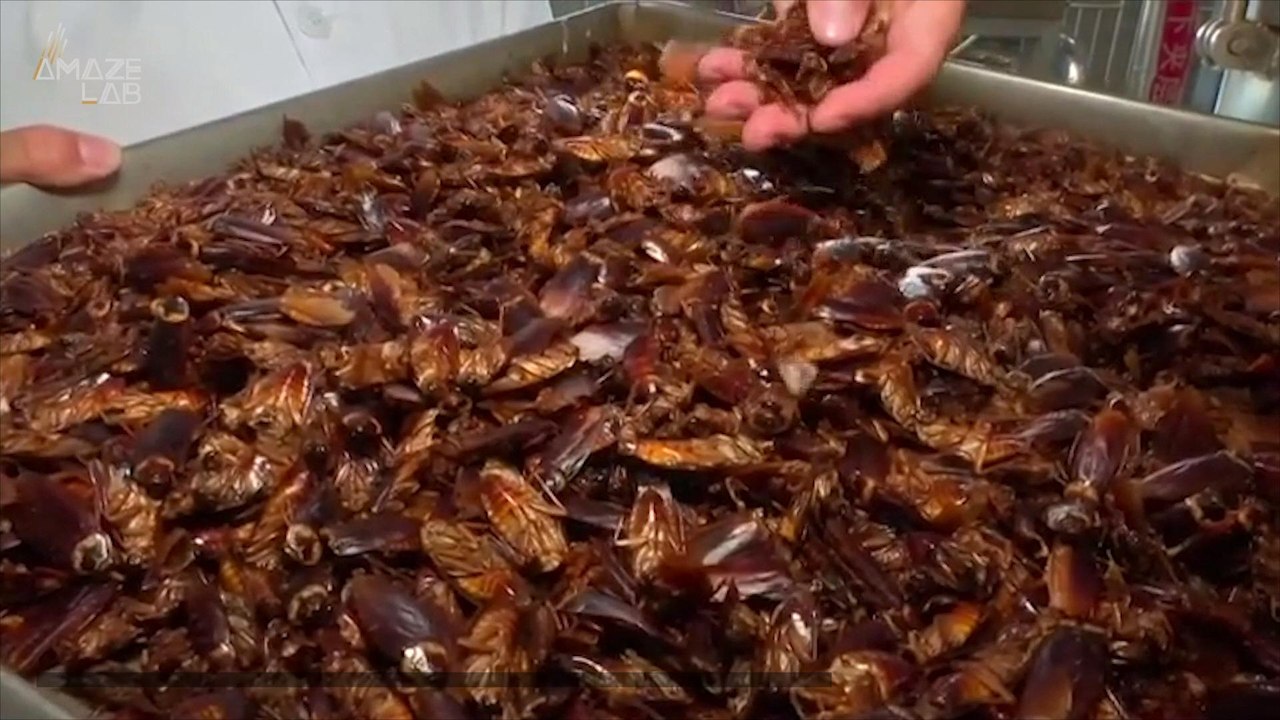 China's Using Billions of Cockroaches to Tackle Their Food Waste Problem