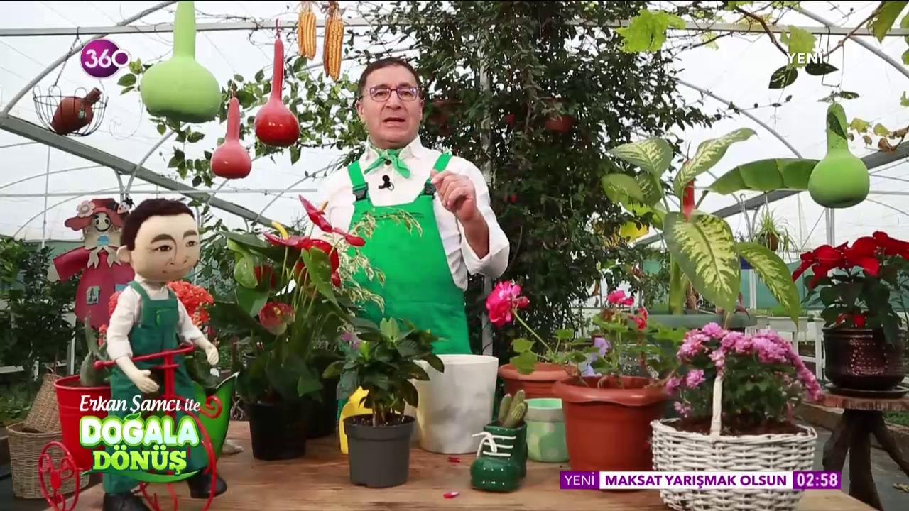 Doğala Dönüş