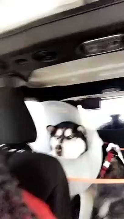 Un chien pas content de sa journée chez le vétérinaire