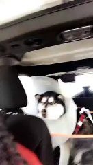 Un chien pas content de sa journée chez le vétérinaire