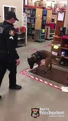 Ce chien policier teste ses petits chaussons pour la neige et c'est tellement drôle