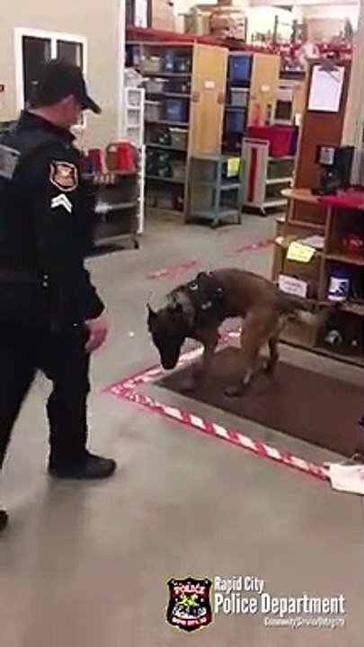 Ce chien policier teste ses petits chaussons pour la neige et c'est tellement drôle
