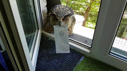 Messenger Owl with Attitude