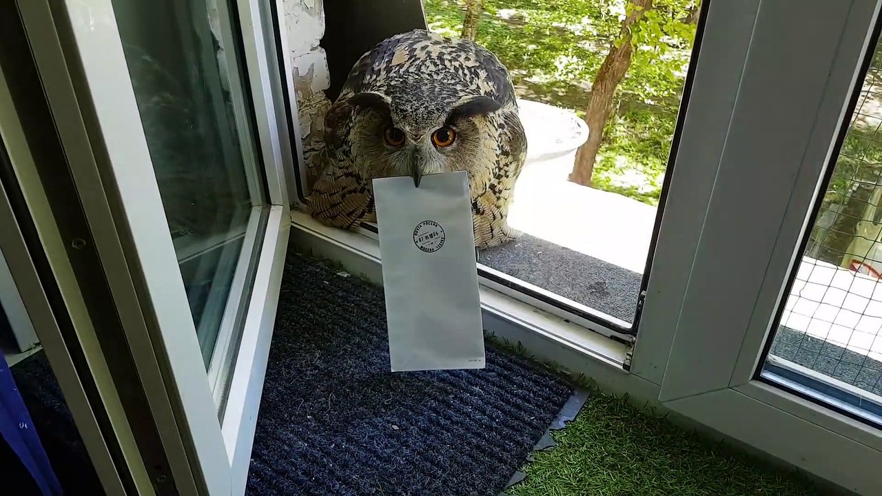 Messenger Owl with Attitude