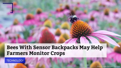 Bees With Sensor Backpacks May Help Farmers Monitor Crops