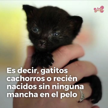 En Halloween se usan gatos negros y blancos para rituales satánicos