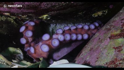 Giant octopus protects newborn children