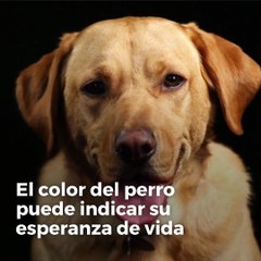 El color del perro puede indicar su esperanza de vida