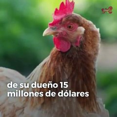 下载视频: Las 5 mascotas más ricas del mundo