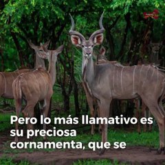 El gran kudú es el animal más sexy según Internet