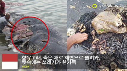 향유고래, 죽은 채로 해변으로 쓸려와, 뱃속에는 쓰레기가 한가득