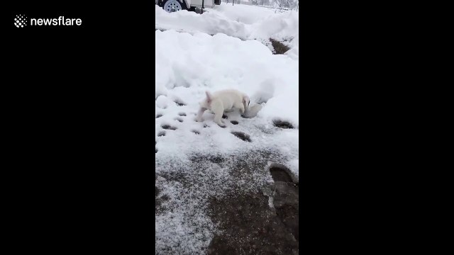 Jack Russell Terrier puppy experiences his first snow