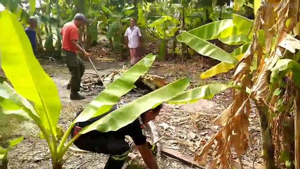 Huge Python Caught Hiding In Bushes