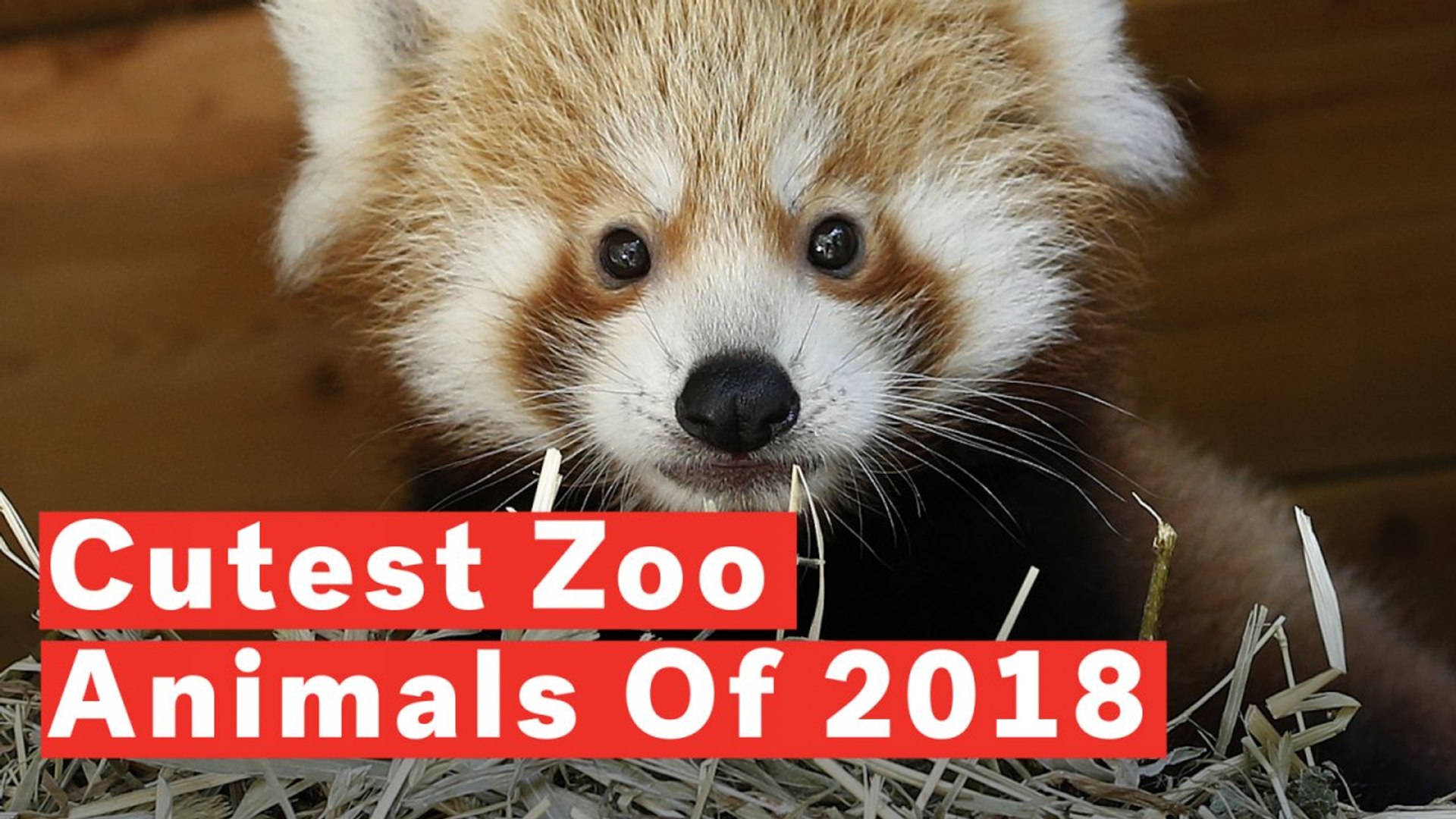 Top 10 Cutest Baby Zoo Animals Of 2018 - video Dailymotion