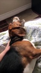 Dog Wakes up from Night Terror