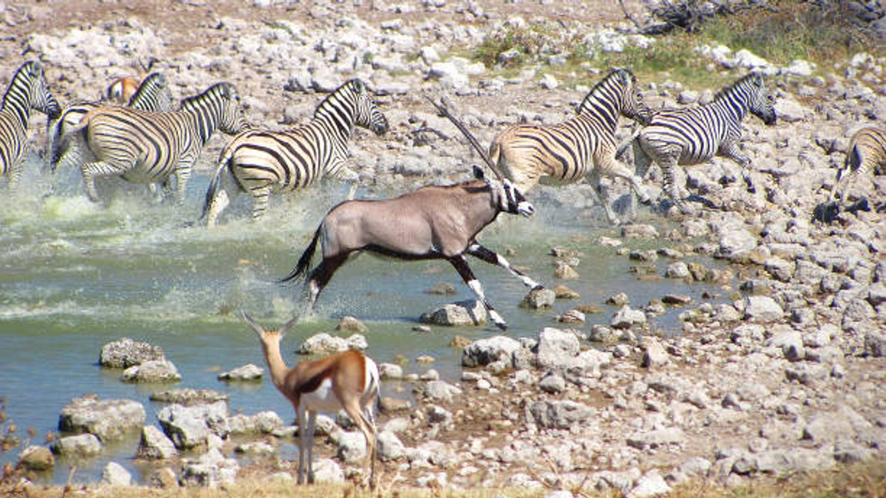 60 Percent of World's Wildlife Lost Since 1970