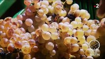 Vin : plongée dans la récolte de raisins gelés