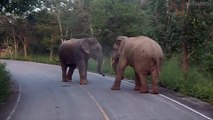 Male Elephants Confrontation On Road