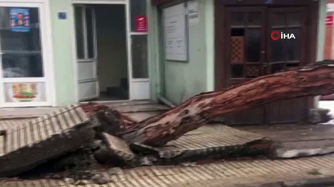 Kar yağışına dayanamayan ağaç kökünden söküldü