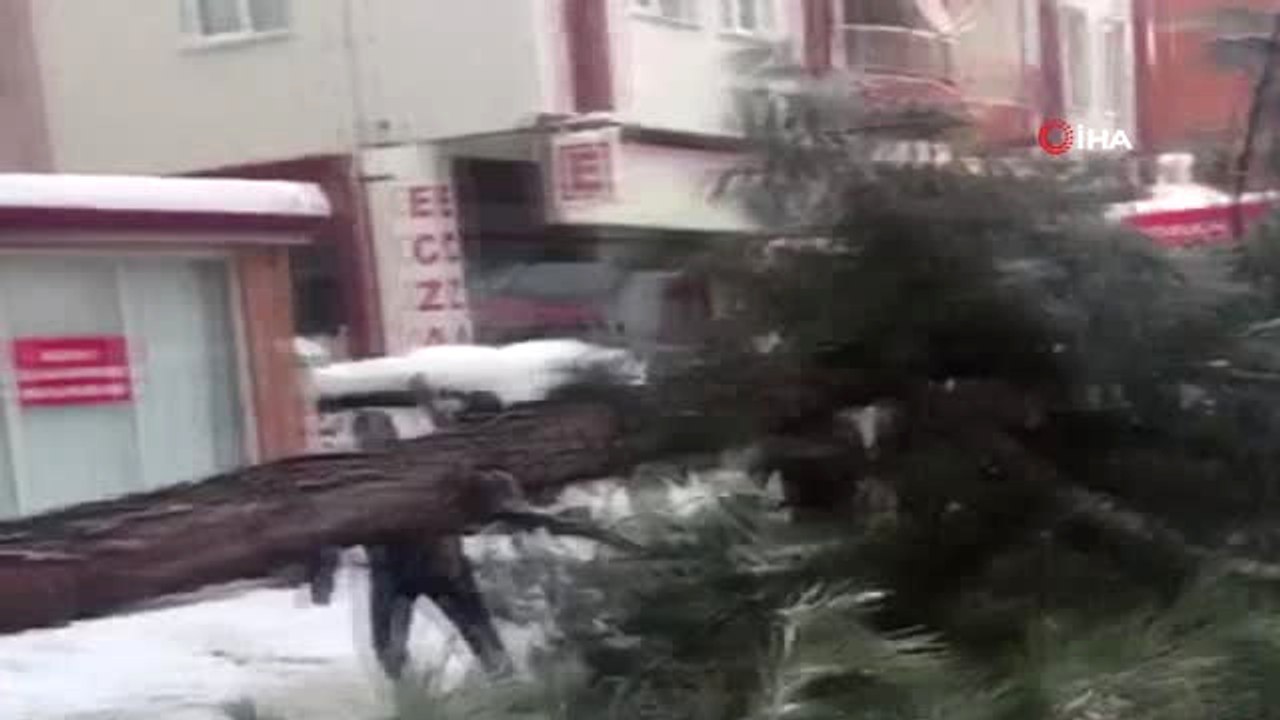 Kar Yağışına Dayanamayan Ağaç Kökünden Söküldü