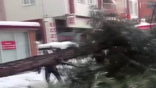 Kar Yağışına Dayanamayan Ağaç Kökünden Söküldü