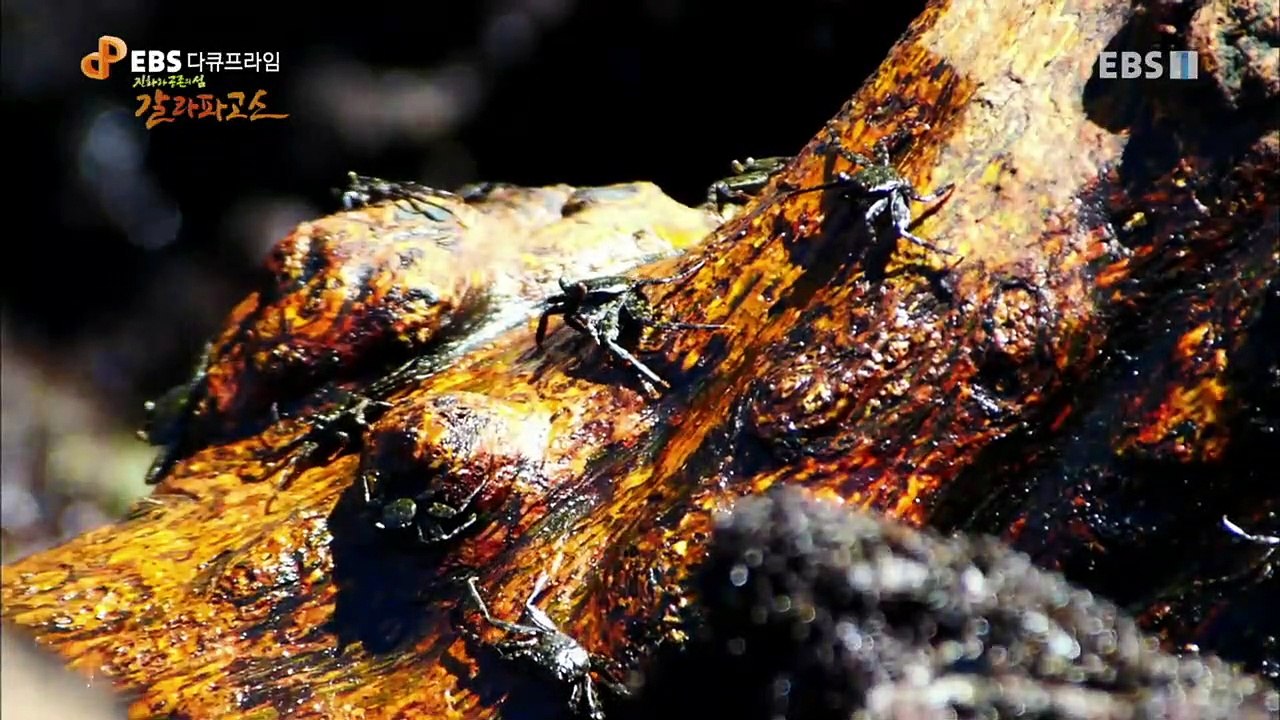 EBS 다큐프라임 - Docuprime_진화와 공존의 섬 갈라파고스 (혼돈의 바다)_...