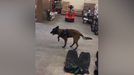 Hilarant : un chien policier tente de marcher avec des bottes !