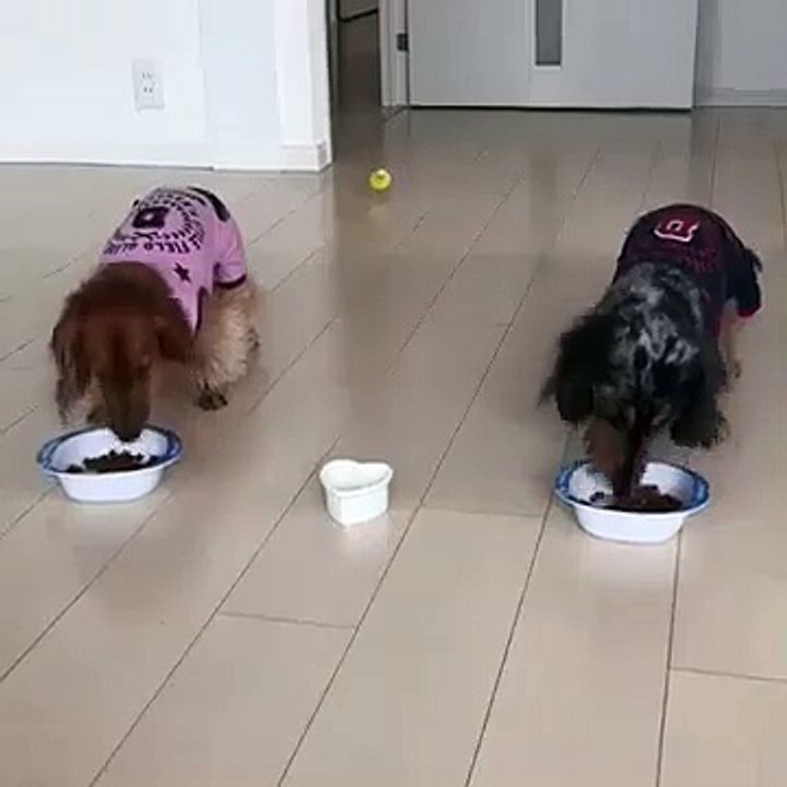 Un oiseau court pour manger sa gamelle avec les chiens