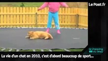 Chiens et chats les meilleures vidéos de 2010