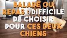 Balade ou repas  difficile de choisir pour ces deux chiens !