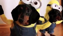 Des bébé chiens déguisés en Minions. Plus craquant tu meurs!