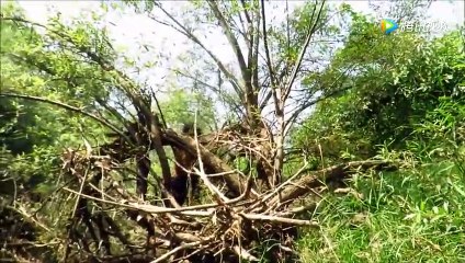 Pay attention to the brother - the original technology - how to cook a delicate and delicious crocodile to eat