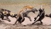 Amazing Wild Dogs Compilation - Wild Dogs Vs Hyenas Amazing Battle