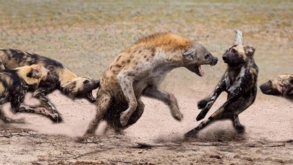 Amazing Wild Dogs Compilation - Wild Dogs Vs Hyenas Amazing Battle