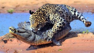 Lıons VS Mongoose VS Jaguar