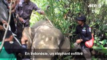 Un éléphant sauvage expulsé à l'aide d'éléphants apprivoisés