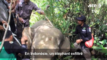 Un éléphant sauvage expulsé à l'aide d'éléphants apprivoisés