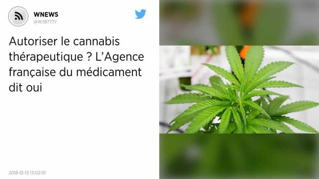 Autoriser le cannabis thérapeutique ? L’Agence française du médicament dit oui