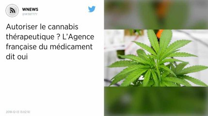 Autoriser le cannabis thérapeutique ? L’Agence française du médicament dit oui