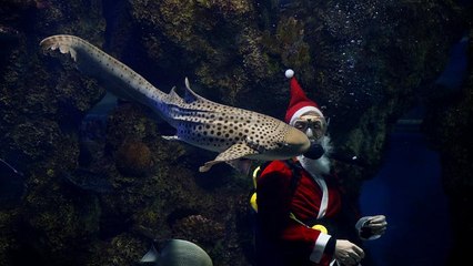 Санта-Клауса любят даже акулы