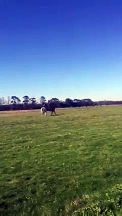 lol Elle Insulte son Cheval il la Defonce