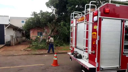 Bombeiros cortam árvore que atingiu residência
