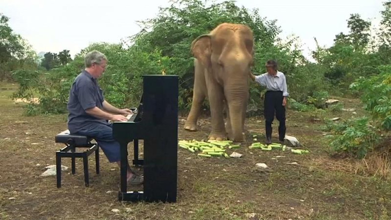 Thailand: Klassische Musik verzaubert blinde Elefanten