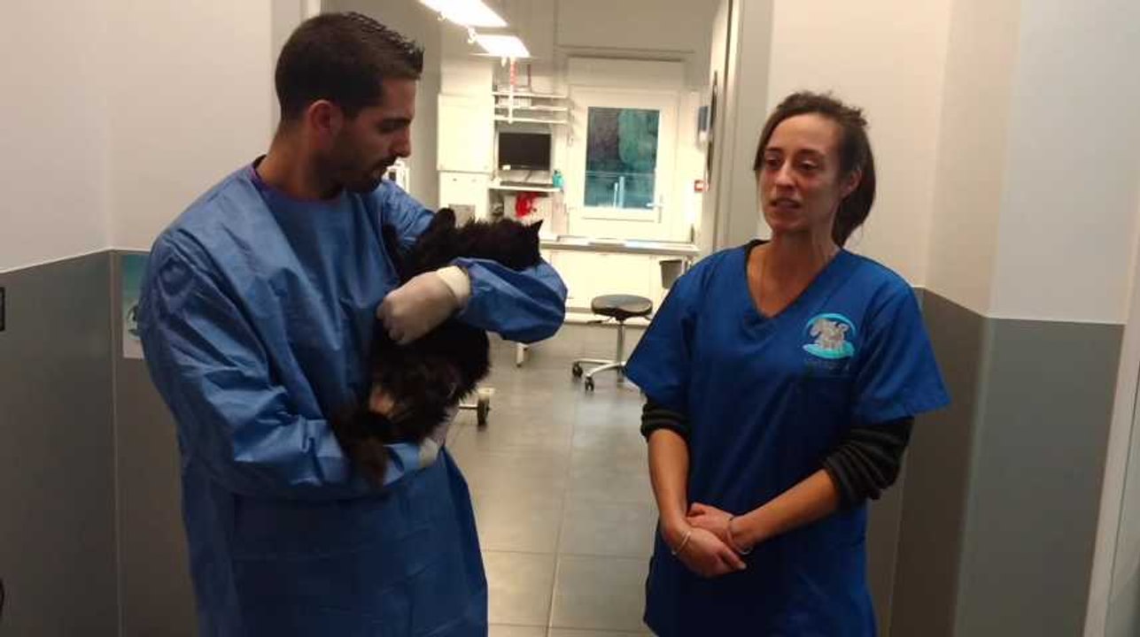 Une chatte bloquée dans le moteur de une voiture.Les pompiers de Dour interviennent l un entre eux a adopté  la chatte  amputée.Video Eric Ghislain