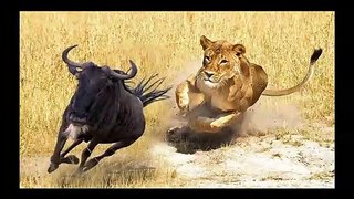 Lions VS  Hippos VS Hyenas VS  Elephants